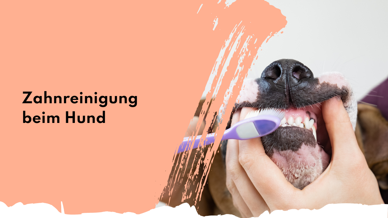 Zahnreinigung beim Hund: Wie sie funktioniert und warum sie so wichtig ist
