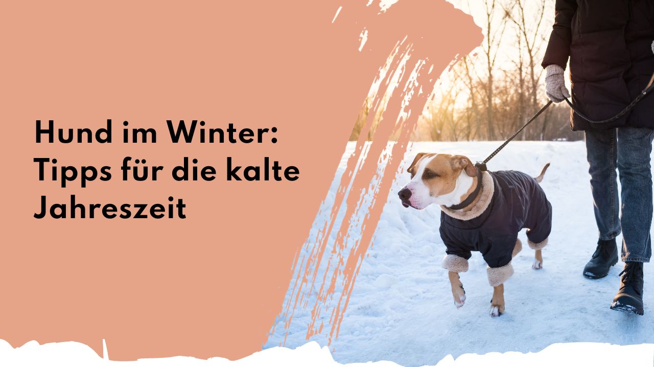 Hund im Winter: Tipps für die kalte Jahreszeit | people who kaer