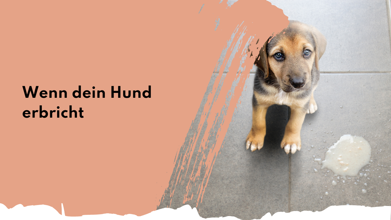 Wenn dein Hund erbricht | people who kaer