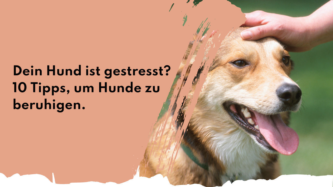 10 Tipps, um Hunde zu beruhigen | people who kaer