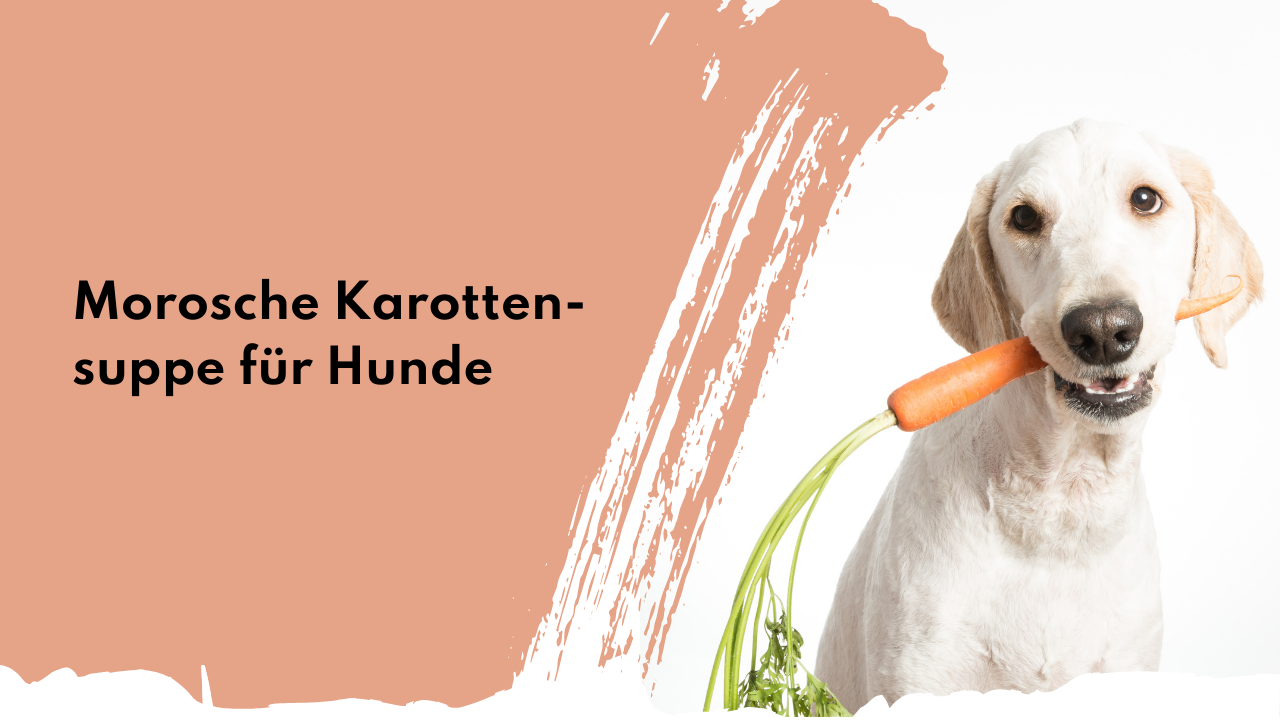 Morosche Karottensuppe für Hunde | people who kaer