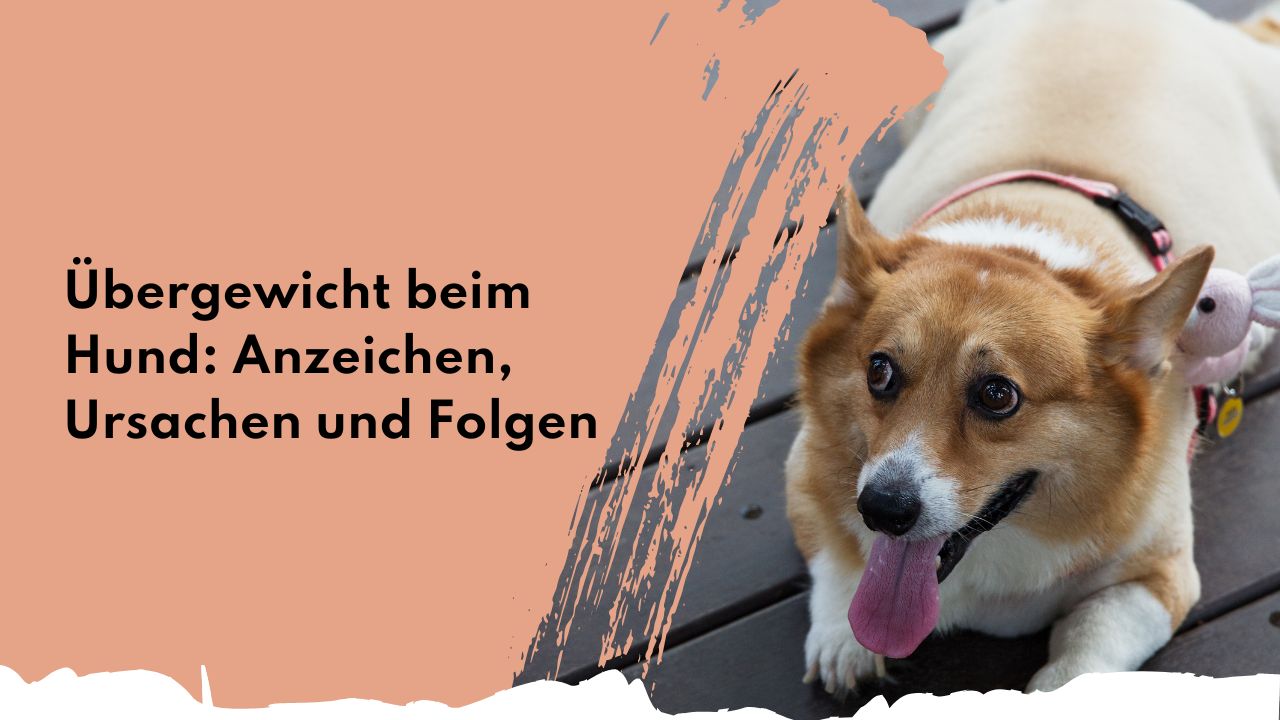 Übergewicht beim Hund: Anzeichen, Ursachen und Folgen