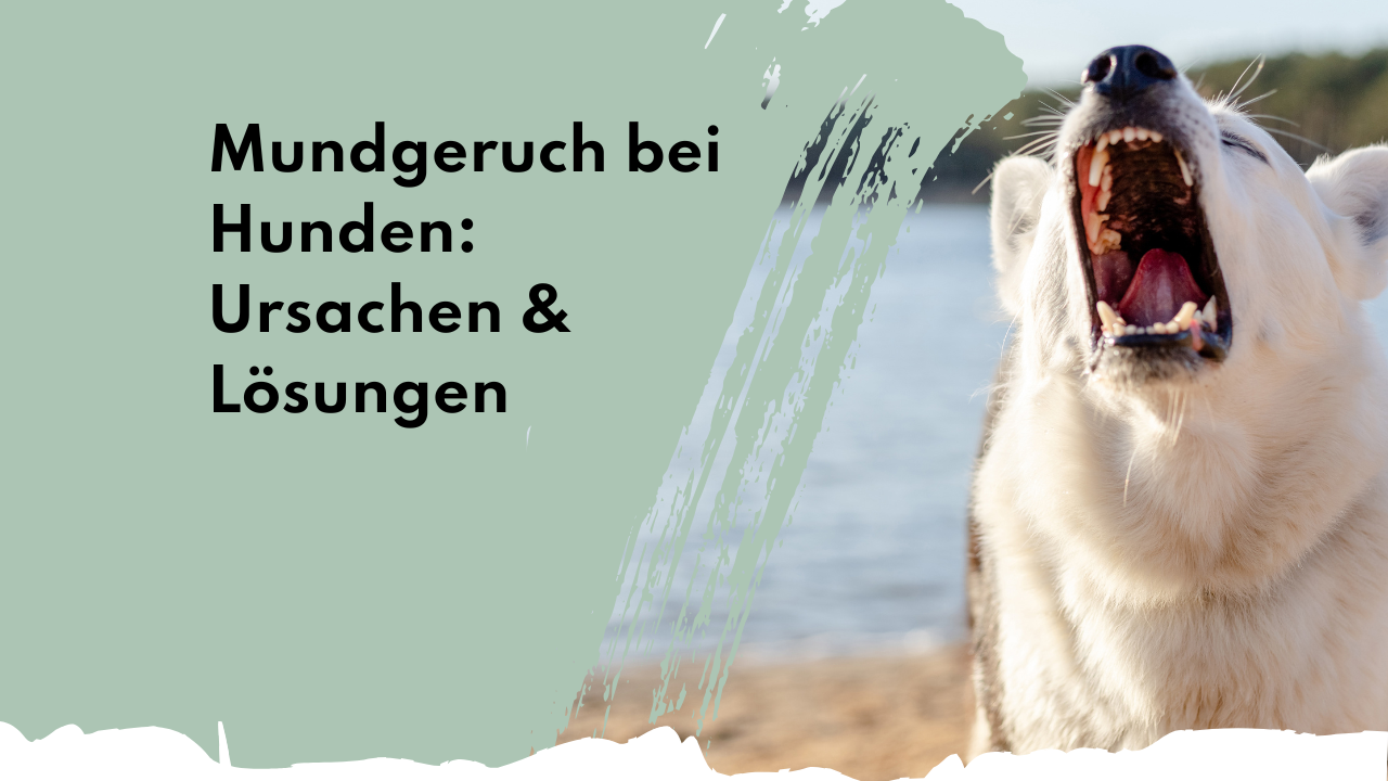 Mundgeruch bei Hunden: Ursachen & Lösungen