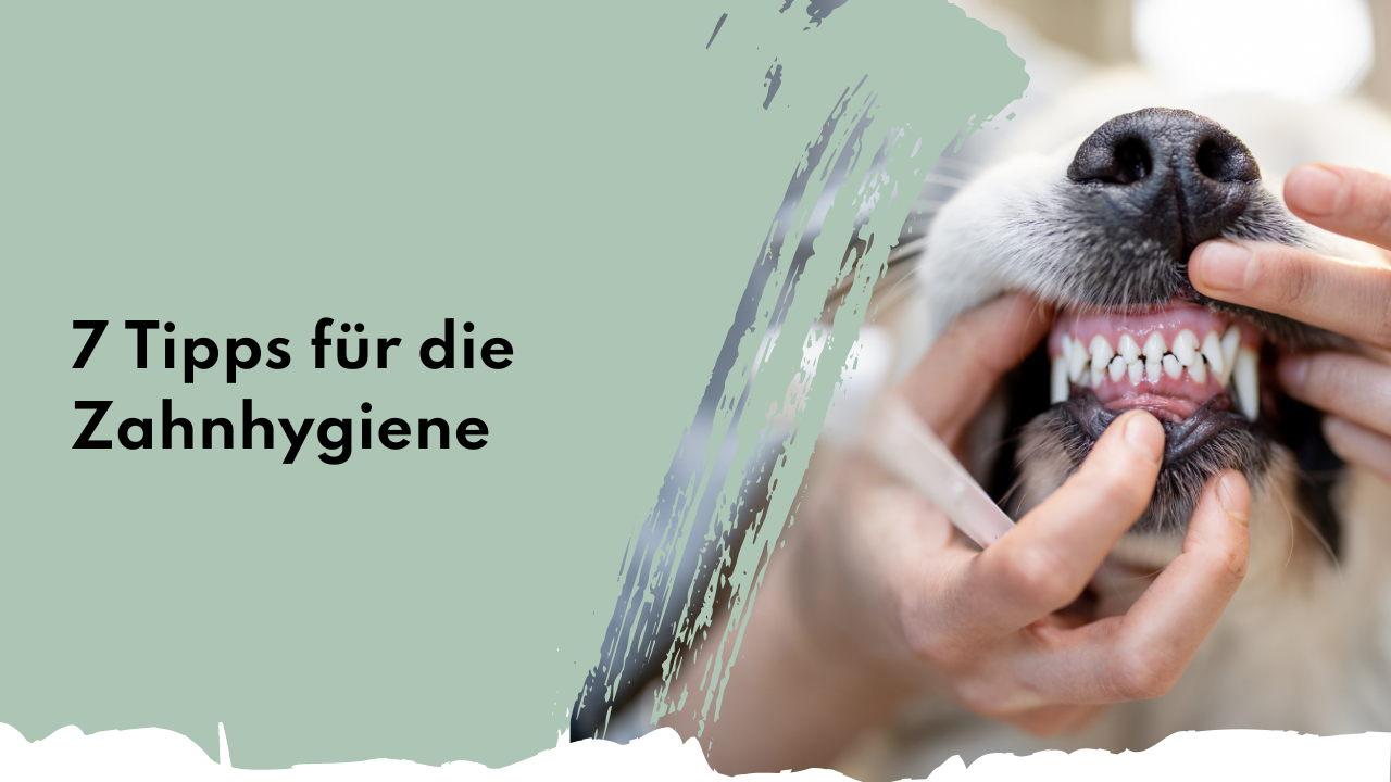 Zahnhygiene bei Hunden