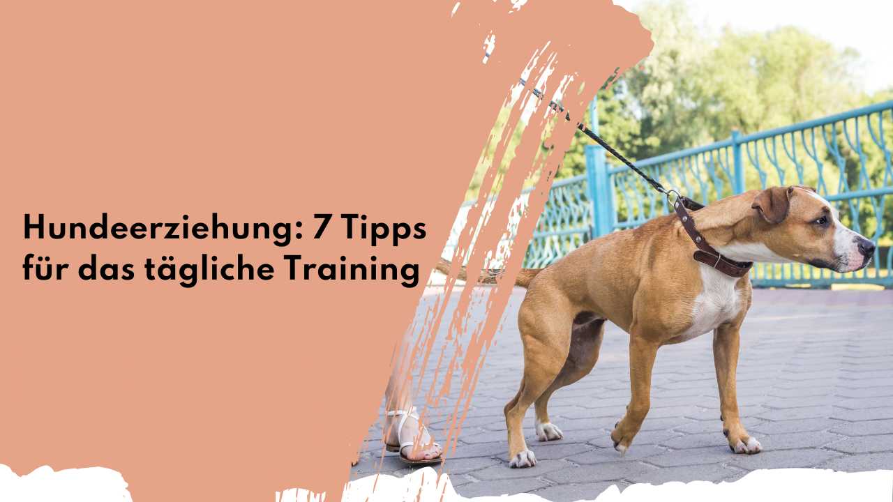 Hundeerziehung: 7 Tipps für das tägliche Training | people who kaer