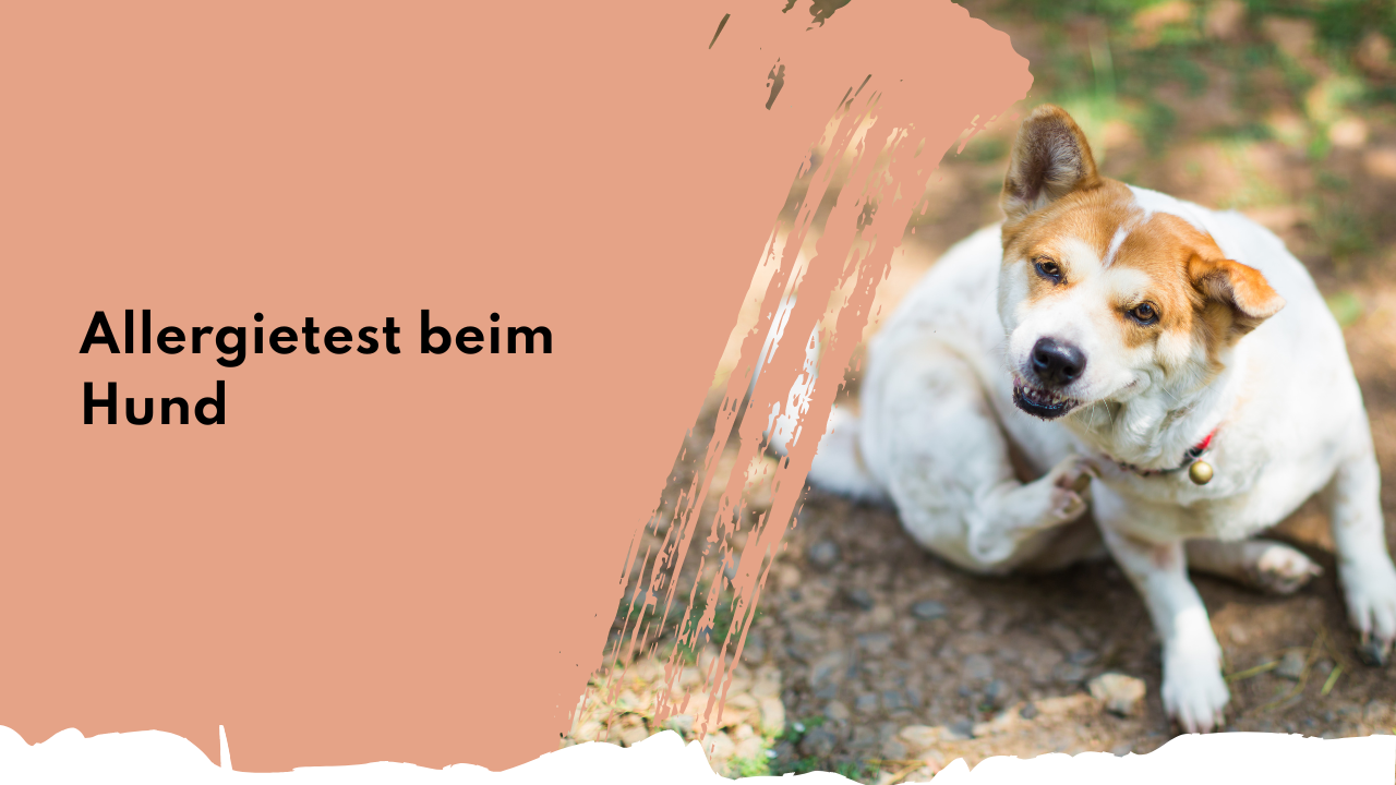 Allergietest beim Hund | people who kaer