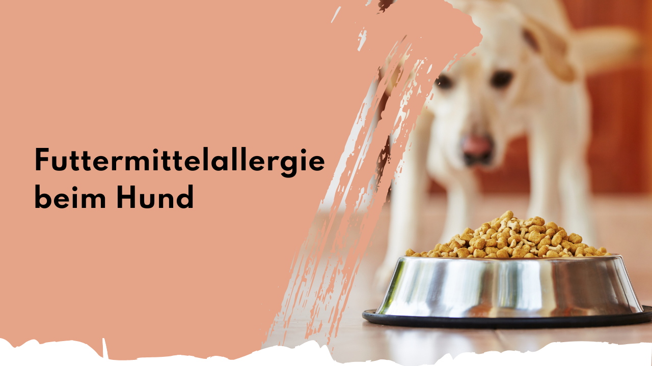 Futtermittelallergie beim Hund | people who kaer
