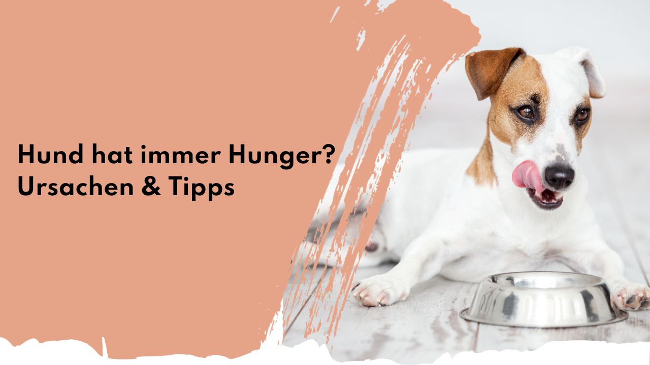 Hund hat immer Hunger? Ursachen & Tipps | people who kaer