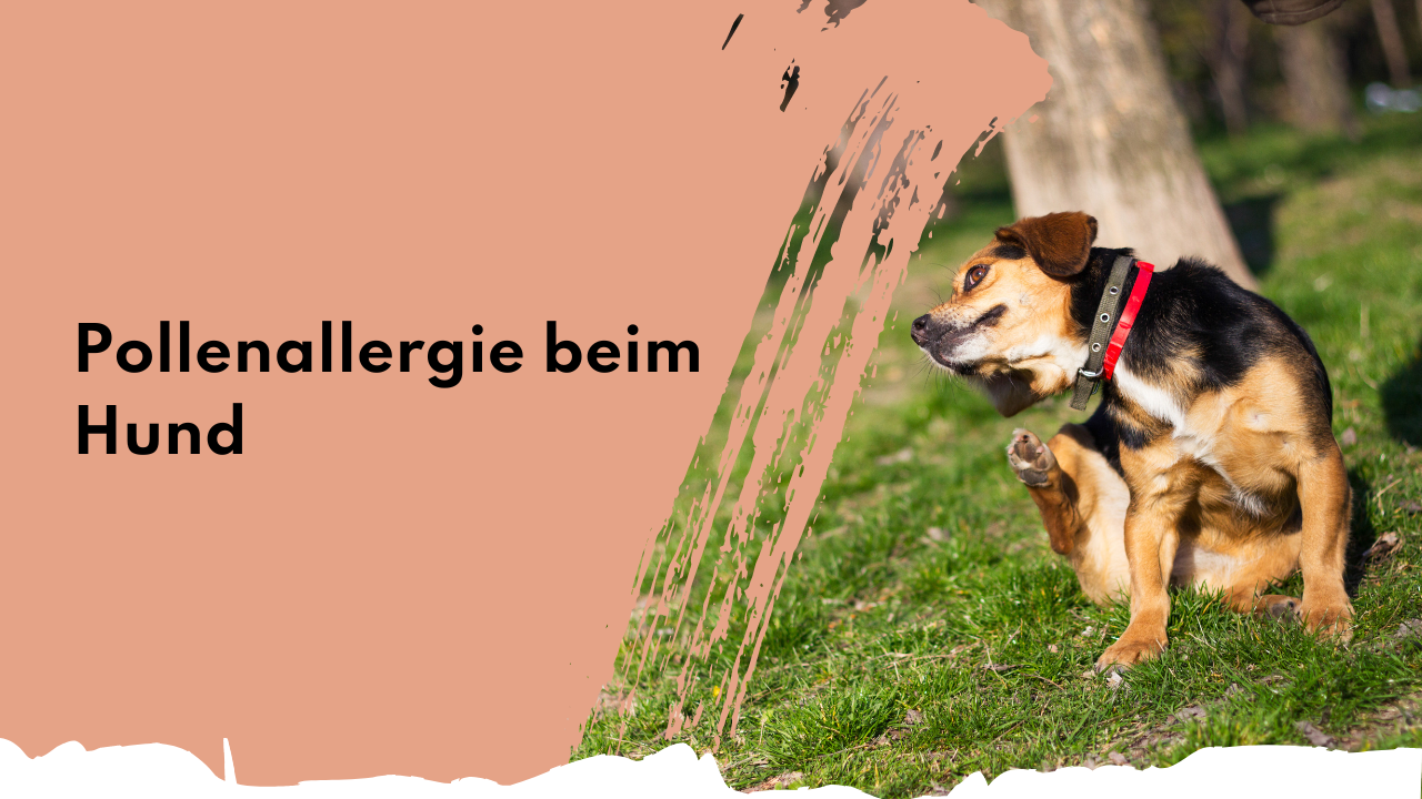 Pollenallergie beim Hund | people who kaer