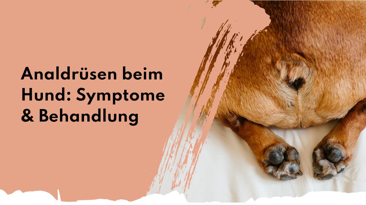 Analdrüsen beim Hund: Symptome & Behandlung | people who kaer