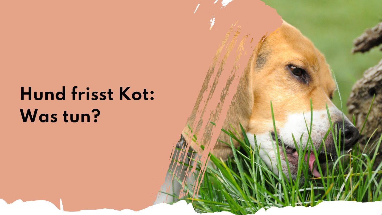 Hund frisst Kot: Was tun? | people who kaer