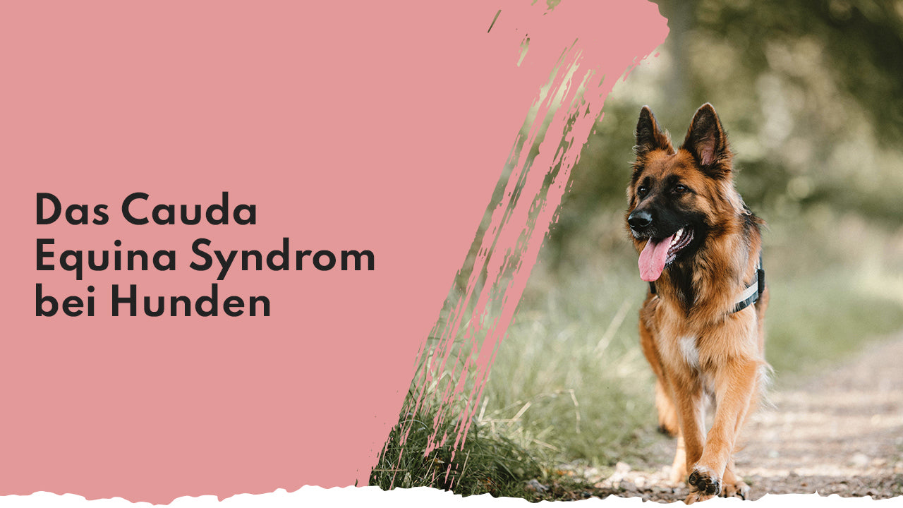 People Who Kaer Cauda Equina Syndrom bei Hunden